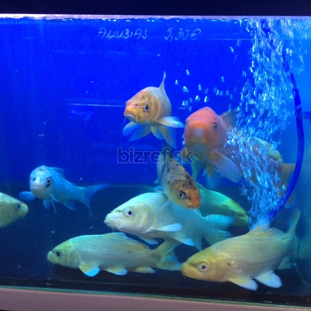 Akvaristika Piešťany