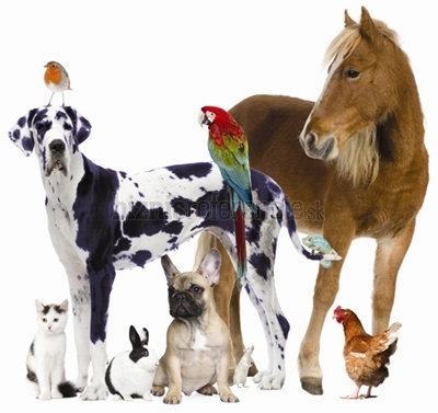 Zaslúžia si úctu!