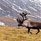 Jagd auf Kamtschatka