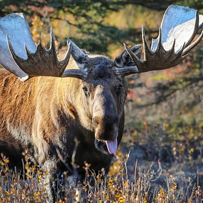 Jagd auf Kamtschatka