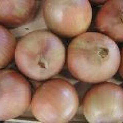 Sadzačka DAGMAR - Cibuľa