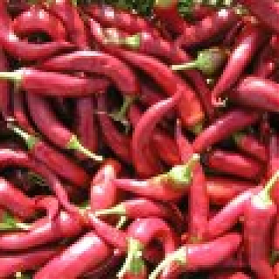 HODONÍNSKÁ SLADKÁ VZPŘÍMENÁ - Paprika ročná, koreninová