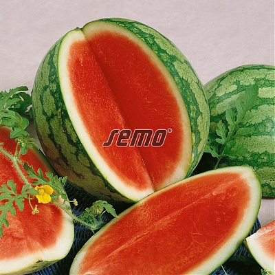 GRANATE F1
