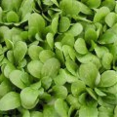 LARGED LEAVED - Kozlíček polníček