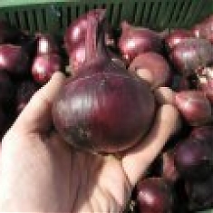 KARMEN - Cibuľa