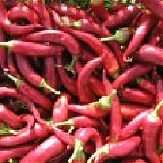 HODONÍNSKÁ SLADKÁ VZPŘÍMENÁ - Paprika ročná, koreninová