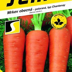 CHAMARE - Mrkva