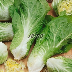 Pan di zucchero – selekcia EARLY - Čakanka šalátová