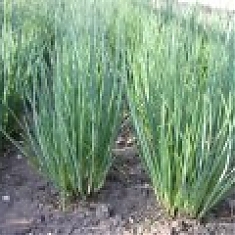 GERDA – Allium fistulosum