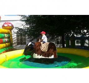 Rodeo býk