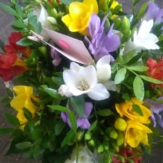 KYTICA FAREBNÝCH FRÉZIÍ