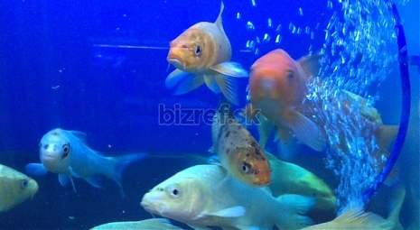 Akvaristika Piešťany