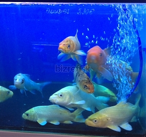 Akvaristika Piešťany