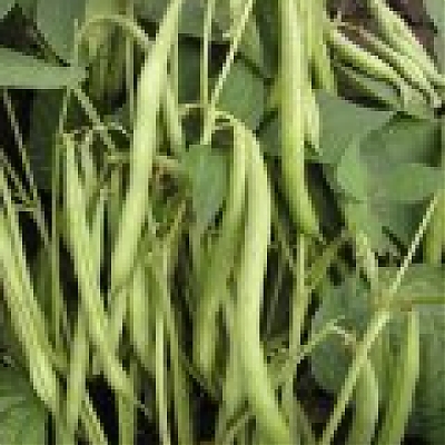 GAMA (zelenostruková) - Fazuľa kríčková - na struky