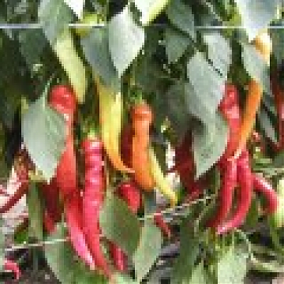 PÁLIVEC - Paprika ročná - pálivá