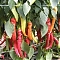 PÁLIVEC - Paprika ročná - pálivá
