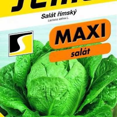 GLOBUS  - Šalát rímsky