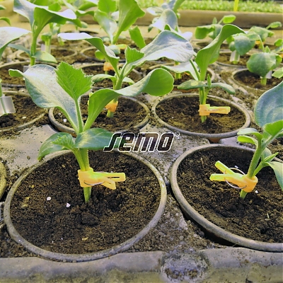 HERCULES F1 (Cucurbita maxima Duch.)