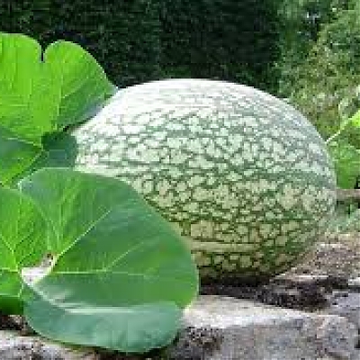 AX 98-1030  F1 (Cucurbita ficifolia C.Bouche)