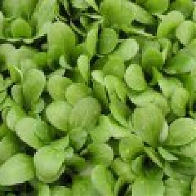 LARGED LEAVED - Kozlíček polníček