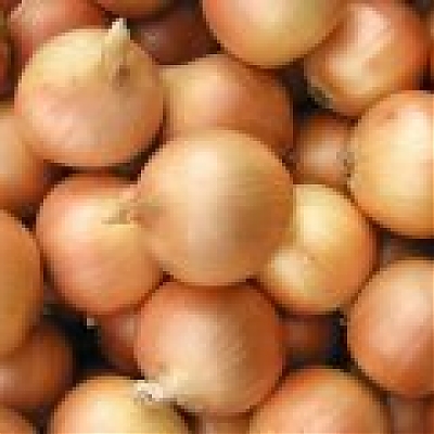 LUSY - Cibuľa