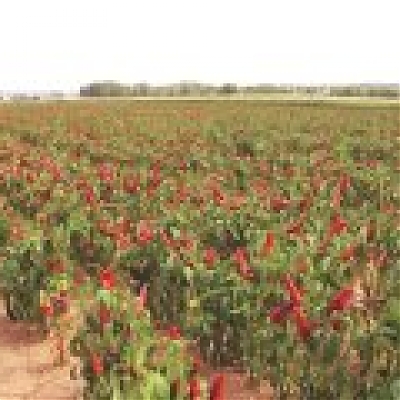 KARKULKA - Paprika ročná, koreninová