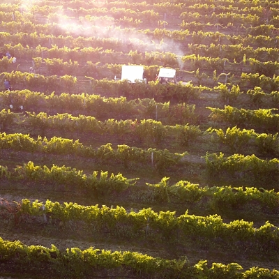 Vlastné vinohrady s výmerou 16,7 ha
