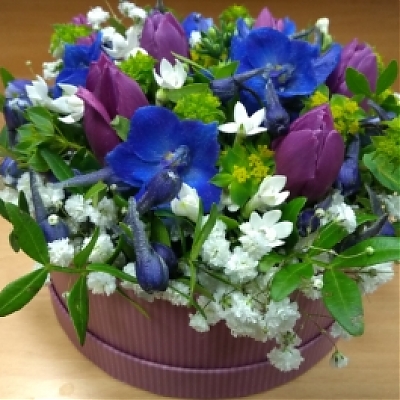 MODRO – FIALOVÝ BOX