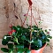 Predaj bylín