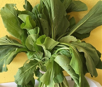Pak Choi - čínska kapusta letná