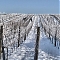 MOLNÁR wines