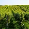 MOLNÁR wines