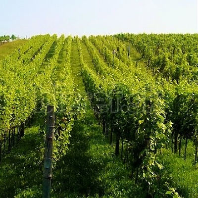 MOLNÁR wines
