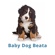 Baby dog Beáta Révész / šteniatka na predaj Bratislava, welpen zu verkaufen Bratislava