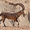 Poľovačka na kozorožca a na ovcu Marco Polo (argali) v Kirgizsku