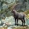 Poľovačka na kozorožca a na ovcu Marco Polo (argali) v Kirgizsku