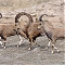 Poľovačka na kozorožca a na ovcu Marco Polo (argali) v Kirgizsku