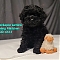 Cockapoo