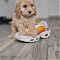 Cockapoo