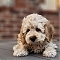 Cockapoo