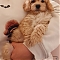 Maltipoo