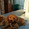 Cavapoos