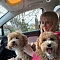 Maltipoo