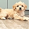 Maltipoo