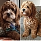 Cockapoo