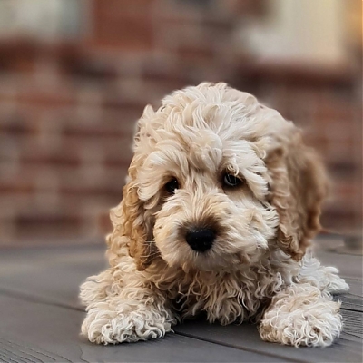 Cockapoo
