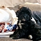 Maltipoo