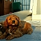 Cavapoos