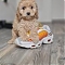 Cockapoo