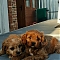 Cavapoos